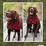 Dog, Dog breed, Carnivore, Liver, Companion dog, Dog Collar, Working Animal, Plant, Pet Supply, Gun Dog, Collar, Canidae, Pattern, Hunting Dog