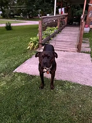 Name Pitt Bull Terrier Dog Shadow