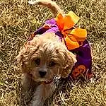 Dog, Carnivore, Dog Supply, Hat, Dog breed, Grass, Dog Clothes, Fawn, Companion dog, Plant, Toy Dog, Flower, Liver, Terrier, Soil, Small Terrier, Canidae, Pet Supply, Petal