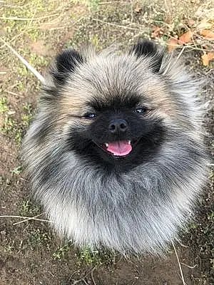 Pomeranian Dog Kora