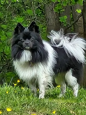 Pomeranian Dog Galen
