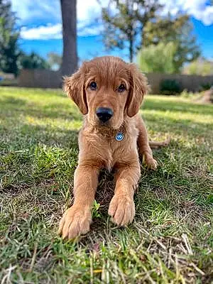 Name Golden Retriever Dog Winston