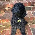 Dog, Dog breed, Carnivore, Brick, Brickwork, Companion dog, Water Dog, Snout, Working Animal, Toy Dog, Mortar, Door, Road Surface, Building Material, Terrier, Furry friends, Canidae, Poodle Crossbreed
