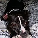 Dog, Dog breed, Canidae, Nose, Carnivore, Snout, American Staffordshire Terrier, American Pit Bull Terrier, Whiskers, Mcnab, Non-sporting Group, Puppy, Pit Bull, Feist, Ear