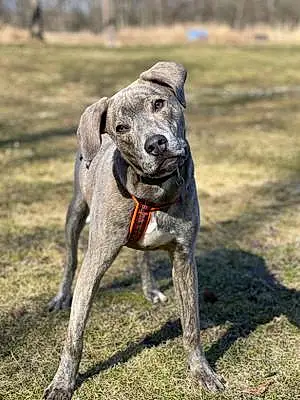 Name Coonhound Dog Casper
