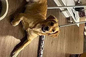 Name Golden Retriever Dog Emmy