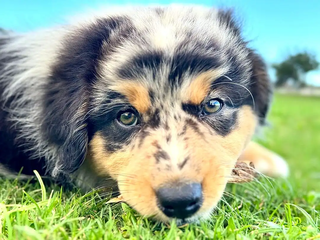 Dog, Eyes, Plant, Carnivore, Dog breed, Sky, Grass, Companion dog, Whiskers, Terrestrial Animal, Snout, Herding Dog, Furry friends, Grassland, Electric Blue, Working Dog, Ancient Dog Breeds, Happy