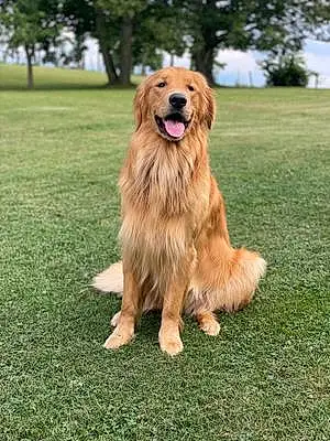 Name Golden Retriever Dog Wyatt