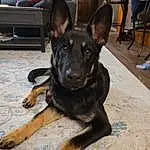 Dog, German Shepherd Dog, Dog breed, Carnivore, Fawn, Companion dog, Working Animal, Snout, Herding Dog, Chair, Couch, Canidae, Luggage And Bags, East-european Shepherd, Working Dog, Hardwood, Law Enforcement, Guard Dog