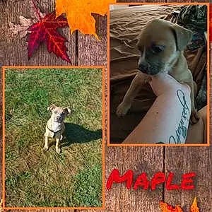 Name Mixed breed Dog Maple