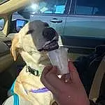 Jaw, Dog, Carnivore, Automotive Design, Finger, Vehicle Door, Eyewear, Fawn, Toy, Automotive Lighting, Snout, Auto Part, Personal Protective Equipment, Automotive Exterior, Vroom Vroom, Wrist, Stuffed Toy, Fun, Passenger, Nail