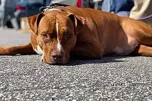 Pitt Bull Terrier Dog Gypsy