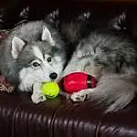 Dog, Dog breed, Carnivore, Companion dog, Snout, Sled Dog, Spitz, Dog Supply, Canidae, Furry friends, Volpino Italiano, Toy, Working Dog, Non-sporting Group, Canis, Whiskers, Herding Dog, Ancient Dog Breeds