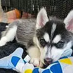 Dog, Carnivore, Dog breed, Sled Dog, Snout, Recreation, Companion dog, Furry friends, Terrestrial Animal, Canidae, Siberian Husky, Working Dog, Canis, Ancient Dog Breeds, Wolf, Working Animal