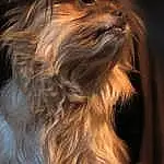 Brown, Dog, Carnivore, Liver, Dog breed, Fawn, Companion dog, Toy Dog, Close-up, Whiskers, Wood, Furry friends, Small Terrier, Working Animal, Terrier, Water Dog, Terrestrial Animal, Canidae