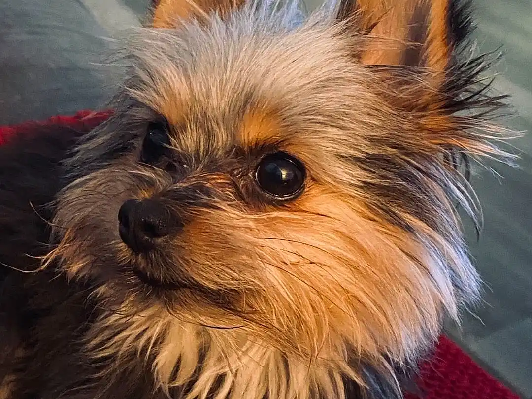 Gucci Lulu, yorkshire terrier - Dog Photo Contest