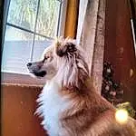 Dog breed, Carnivore, Felidae, Window, Companion dog, Whiskers, Fawn, Small To Medium-sized Cats, Wood, Vehicle, Snout, Tail, Cat, Furry friends, Paw, Canidae, Comfort, Ragdoll, Windshield
