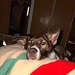 Dog, Dog breed, Ear, Carnivore, Companion dog, Whiskers, Fawn, Working Animal, Boston Terrier, Canidae, Toy Dog, Furry friends, Carmine, Flesh, Comfort, Liver, Small To Medium-sized Cats, Non-sporting Group, Guard Dog