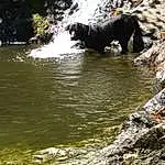 Water, Dog, Plant, Fluvial Landforms Of Streams, Carnivore, Dog breed, Body Of Water, Watercourse, Working Animal, Bank, Spring, Formation, Tree, Stream, Riparian Zone, Creek, Natural Landscape, Lake, Rock, Arroyo