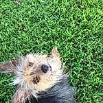 Dog, Plant, Carnivore, Grass, Dog breed, Fawn, Companion dog, Groundcover, Snout, Toy Dog, Yorkshire Terrier, Terrier, Small Terrier, Dog Supply, Furry friends, Canidae, Yorkipoo, Terrestrial Animal, Biewer Terrier