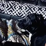 Dog, Couch, Comfort, Black, Carnivore, Grey, Studio Couch, Working Animal, Dog breed, Companion dog, Tints And Shades, Living Room, Pattern, Room, Furry friends, Sofa Bed, Linens, Guard Dog