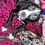 Dog, Dog breed, Carnivore, Pink, Fawn, Red, Companion dog, Dog Supply, Snout, Working Animal, Magenta, Pattern, Art, Furry friends, Canidae, Visual Arts, Terrestrial Animal, Non-sporting Group, Guard Dog