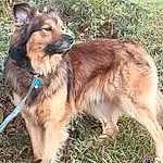 Dog, Plant, Carnivore, Dog breed, Collar, Fawn, Companion dog, Terrestrial Animal, Dog Collar, Snout, Working Animal, Grass, Liver, Furry friends, Canidae, Leash, Working Dog, Tracking Trial