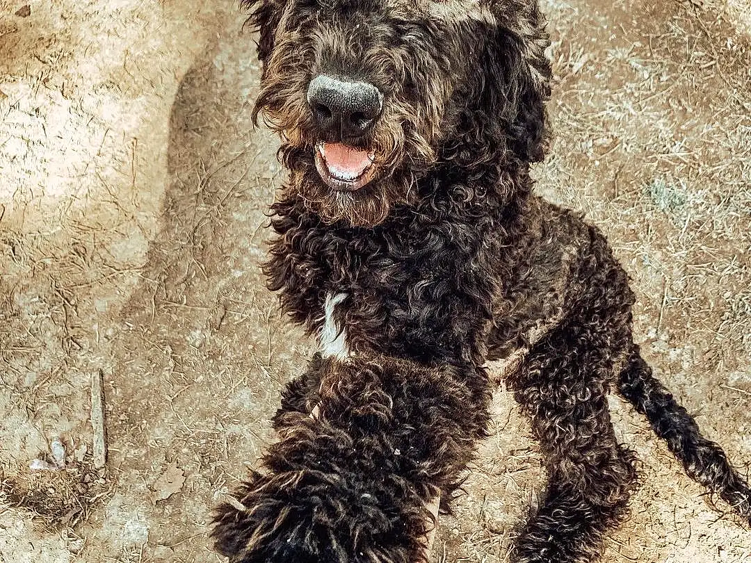 Dog, Water Dog, Carnivore, Dog breed, Companion dog, Working Animal, Snout, Canidae, Terrier, Poodle, Furry friends, Foot, Soil, Dog Supply, Non-sporting Group, Terrestrial Animal, Watch, Working Dog, Labradoodle