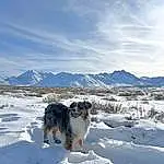 Cloud, Sky, Dog, Snow, Mountain, Carnivore, Freezing, Dog breed, Ice Cap, Companion dog, Geological Phenomenon, Mountain Range, Winter, Polar Ice Cap, Hill, Glacial Landform, Recreation, Arctic, Furry friends