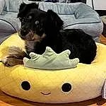 Dog, Comfort, Couch, Carnivore, Dog Supply, Bean Bag, Working Animal, Companion dog, Pet Supply, Dog breed, Dog Bed, Bean Bag Chair, Toy Dog, Pillow, Paw, Studio Couch, Linens, Sofa Bed, Working Dog, Metal