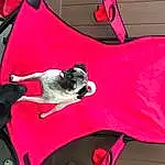 Pink, Magenta, Boston Terrier, Bag, Canidae, Non-sporting Group