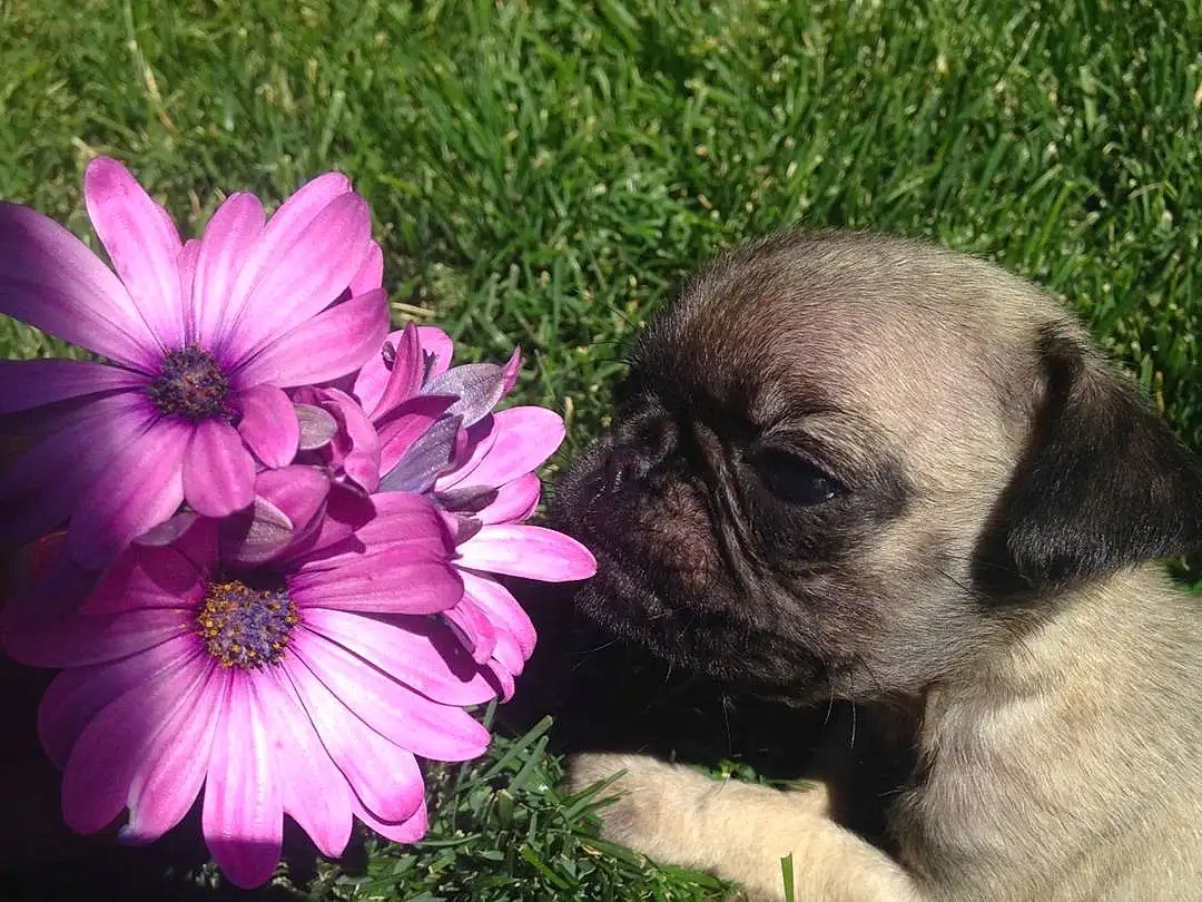 Pink, Canidae, Flower, Dog, Puppy, Plant, Grass, Petal, Dog breed, Shih Tzu, Carnivore, Anemone, Pink Family, Malvales