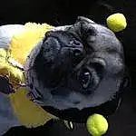 Canidae, Tennis Ball, Dog, Pug, Yellow, Snout, Dog breed, Carnivore, Puppy, Companion dog, Plant, Fawn