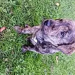 Dog, Carnivore, Dog breed, Grass, Working Animal, Fawn, Terrestrial Animal, Groundcover, Whiskers, Companion dog, Liver, Canidae, Plant, Wrinkle, Guard Dog, Treeing Tennessee Brindle, Cimarrón Uruguayo, Non-sporting Group, Working Dog