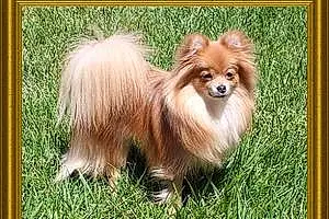 Name Pomeranian Dog Sunshine