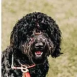 Dog, Water Dog, Carnivore, Dog breed, Companion dog, Snout, Canidae, Working Animal, Furry friends, Poodle, Terrier, Event, Portuguese Water Dog, Toy Dog, Working Dog, Non-sporting Group, Hunting Dog