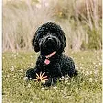 Dog, Water Dog, Dog breed, Carnivore, Companion dog, Plant, Grass, Toy Dog, Snout, Terrier, Working Animal, Canidae, Poodle, Maltepoo, Labradoodle, Small Terrier, Cockapoo, Furry friends, Poodle Crossbreed