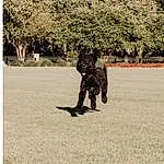 Plant, Tree, Dog, Dog breed, Carnivore, Grass, People In Nature, Tints And Shades, Leisure, Recreation, Landscape, Road Surface, Asphalt, Shadow, Walking, Soil, Road, Pedestrian, Street, Fashion Accessory