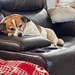 Dog, Furniture, Couch, Comfort, Dog breed, Carnivore, Fawn, Companion dog, Collar, Snout, Working Animal, Living Room, Studio Couch, Hound, Armrest, Canidae, Chair, Car Seat, Head Restraint