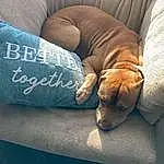 Dog, Comfort, Couch, Carnivore, Dog breed, Fawn, Companion dog, Wood, Tints And Shades, Linens, Human Leg, Bedding, Electric Blue, Working Animal, Pillow, Hardwood, Canidae