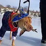Sky, Working Animal, Snow, Dog breed, Fawn, Recreation, Street Fashion, Snout, Event, Fun, Electric Blue, Entertainment, Leisure, Winter, Leash, Freezing, Dog Clothes, Costume, Canidae