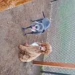 Carnivore, Dog, Fawn, Pet Supply, Wood, Mesh, Plant, Composite Material, Dog breed, Concrete, Dog Supply, Canidae, Chain-link Fencing, Shadow