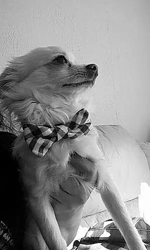 Name Chihuahua Dog Olaf