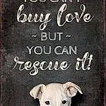 Dog, Canidae, Text, Font, Dog breed, Blackboard, Carnivore, Photo Caption, Non-sporting Group