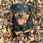 Dog, Eyes, Dog breed, Carnivore, Companion dog, Working Animal, Snout, Terrestrial Animal, Grass, Canidae, Soil, Working Dog, Hunting Dog