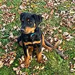 Dog, Plant, Grass, Carnivore, People In Nature, Companion dog, Groundcover, Dog breed, Working Animal, Rottweiler, Canidae, Working Dog, Guard Dog, Austrian Black And Tan Hound, Puppy, Hunting Dog, Terrestrial Animal, Carlin Pinscher
