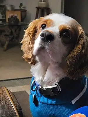 Cavalier King Charles Spaniel Dog Max