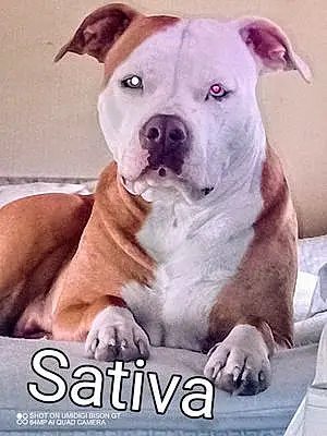 Pitt Bull Terrier Dog Sativa
