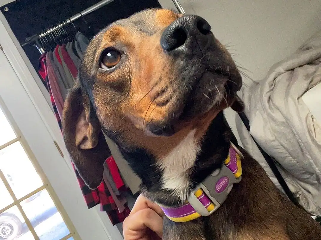 Dog, Carnivore, Jaw, Pet Supply, Working Animal, Collar, Ear, Window, Fawn, Companion dog, Dog breed, Dog Collar, Snout, Whiskers, Leash, Furry friends, Dog Supply, Selfie, Smile
