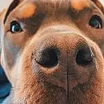 Nose, Dog, Dog breed, Carnivore, Working Animal, Jaw, Liver, Ear, Whiskers, Companion dog, Fawn, Snout, Selfie, Collar, Pet Supply, Close-up, Furry friends, Canidae